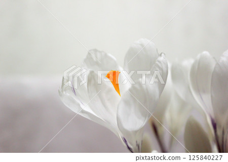 White crocuses. Early spring flowers. Macro view. 125840227