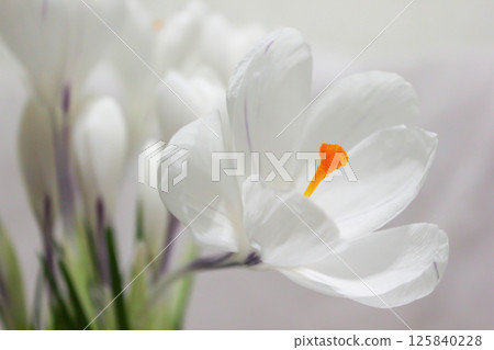 White crocuses. Early spring flowers. Macro view. White crocuses. Early spring flowers. Macro view. 125840228