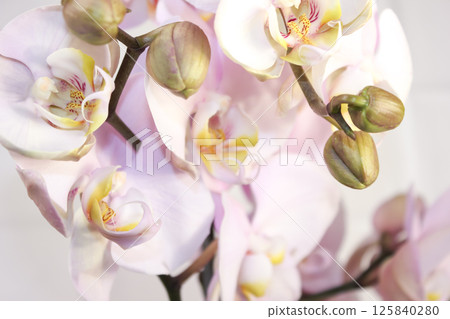 Flowering tender orchids. Phalaenopsis flowers. Flowering tender orchids. Phalaenopsis flowers. 125840280