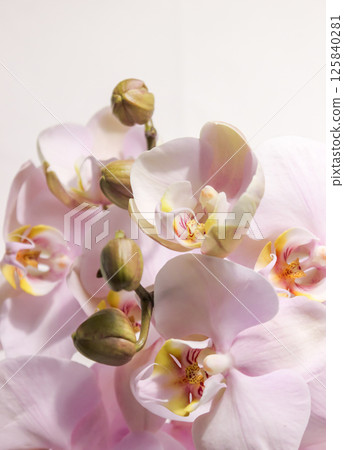 Flowering tender orchids. Phalaenopsis flowers. Flowering tender orchids. Phalaenopsis flowers. 125840281