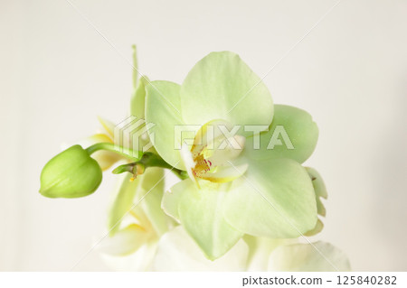 Flowering tender orchids. Phalaenopsis flowers. Flowering tender orchids. Phalaenopsis flowers. 125840282