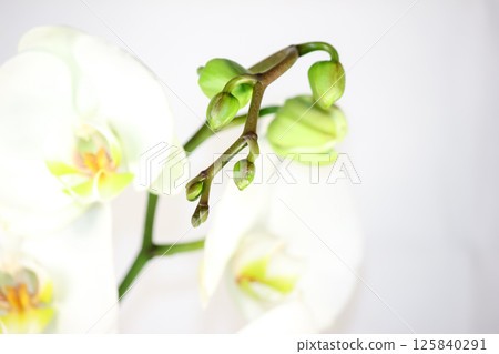 Flowering tender orchids. Phalaenopsis flowers. Flowering tender orchids. Phalaenopsis flowers. 125840291