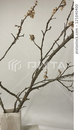 Natures Elegance This is a Stunning Minimalist Branch Display for Every Indoor Space Natures Elegance This is a Stunning Minimalist Branch Display for Every Indoor Space 125840400