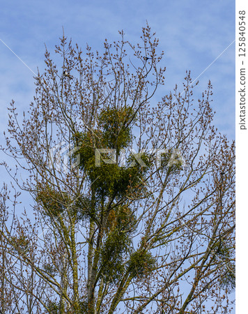 European mistletoe in nature, common mistletoe parasitizes on birch tree branches European mistletoe in nature, common mistletoe parasitizes on birch tree branches 125840548