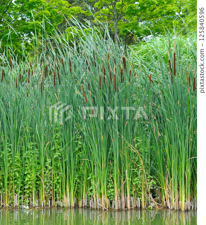 Reeds, cattails and reeds near a pond in a green park. 125840596