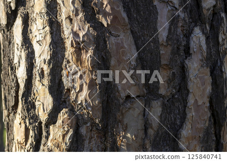 pine tree bark texture in the forest for a natural background pine tree bark texture in the forest for a natural background 125840741