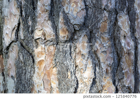 pine tree bark texture in the forest for a natural background pine tree bark texture in the forest for a natural background 125840776