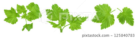 Currant leaves isolated on white background. Top view. Flat lay Currant leaves isolated on white background. Top view. Flat lay 125840783