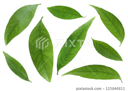 Green lychee leaf isolated on a white background Green lychee leaf isolated on a white background 125840811