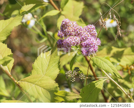 Blooming cultivar Japanese spirea Spiraea japonica in summer garden. Blooming cultivar Japanese spirea Spiraea japonica in summer garden. 125841081