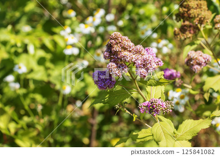 Blooming cultivar Japanese spirea Spiraea japonica in a summer garden. Blooming cultivar Japanese spirea Spiraea japonica in a summer garden. 125841082