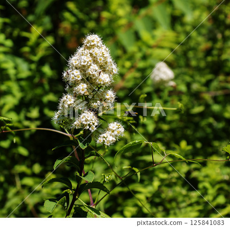 Willow-leaved spirea lat. Spiraea salicifolia. Close-up of a blooming inflorescence of spirea foliage against a background of green foliage. 125841083