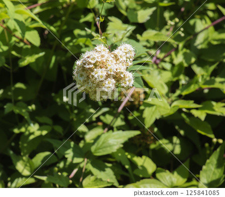 Willow-leaved spirea lat. Spiraea salicifolia. Close-up of a blooming inflorescence of spirea foliage against background of green foliage. 125841085