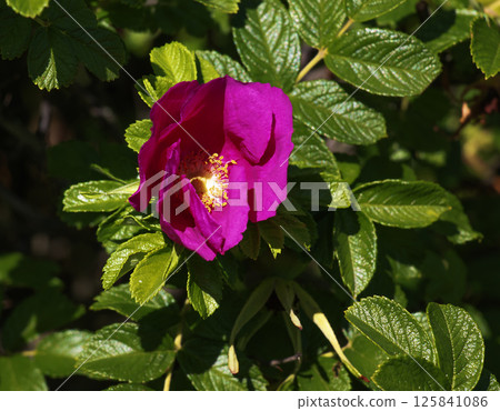 Beautiful blooming bud or inflorescence of a Rosa rugosa close-up. Beautiful blooming bud or inflorescence of a Rosa rugosa close-up. 125841086