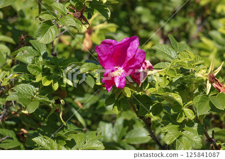 Beautiful blooming bud or inflorescence of Rosa rugosa close-up. 125841087