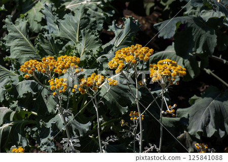 Senecio cineraria or Jacobaea maritima, silver ragwort ornamental plant in the garden design 125841088