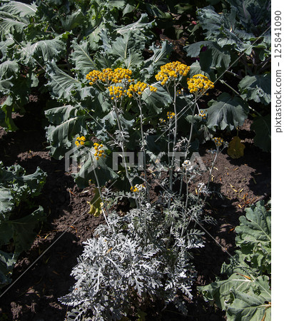 Senecio cineraria or Jacobaea maritima, silver ragwort ornamental plant in garden design, dusty miller. 125841090