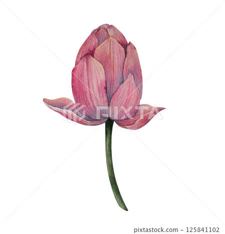 Hand drawn lotus flower buds in watercolor style. Tropical flower of waterlily. botanical illustration for packaging, wedding decor, textile, branding, spa product, floral Zen design Hand drawn lotus flower buds in watercolor style. Tropical flower of waterlily. botanical illustration for packaging, wedding decor, textile, branding, spa product, floral Zen design 125841102