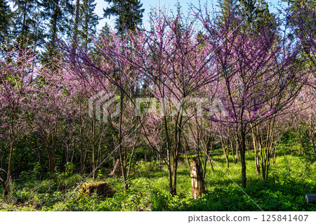 Eastern Redbud Tree or Cercis canadensis blossoming in the World Forest, Weltwald in Freising near Munich, Germany. 125841407