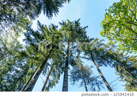 Giant Douglas fir, Pseudotsuga menziesii trees in the World Forest, Weltwald in Freising near Munich, Germany. Giant Douglas fir, Pseudotsuga menziesii trees in the World Forest, Weltwald in Freising near Munich, Germany. 125841410