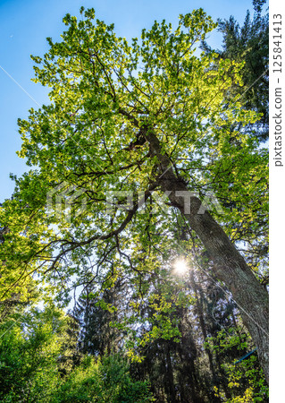 Giant Douglas fir, Pseudotsuga menziesii trees in the World Forest, Weltwald in Freising near Munich, Germany. Giant Douglas fir, Pseudotsuga menziesii trees in the World Forest, Weltwald in Freising near Munich, Germany. 125841413