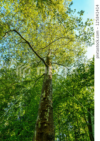 Platanus hispanica, London plane in the World Forest, Weltwald in Freising, Germany. Large tree with rounded crown Platanus hispanica, London plane in the World Forest, Weltwald in Freising, Germany. Large tree with rounded crown 125841414