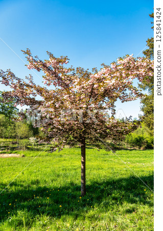 Japanese cherry, Prunus serrulata blossoming in the World Forest, Weltwald in Freising near Munich, Germany. Japanese cherry, Prunus serrulata blossoming in the World Forest, Weltwald in Freising near Munich, Germany. 125841424