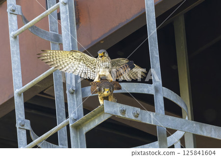 高架橋下方有幾隻紅隼 高架橋下方有幾隻紅隼 125841604