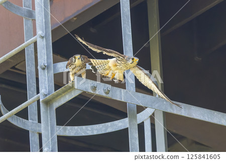 A pair of kestrels under the overpass 125841605