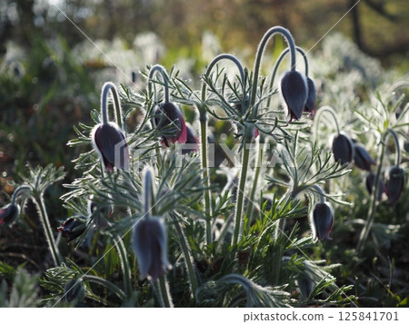 The white fur of the Pulsatilla quinata shining in the morning sun (20250426061820) 125841701