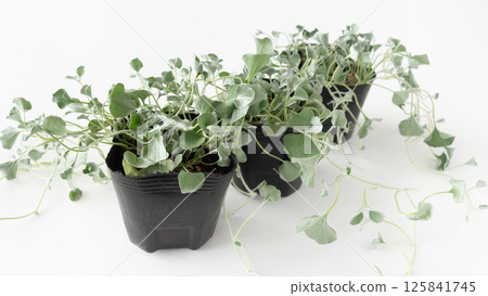 Dichondra Silver Fall potted seedlings Ground cover Dichondra Dichondra Silver Fall potted seedlings Ground cover Dichondra 125841745