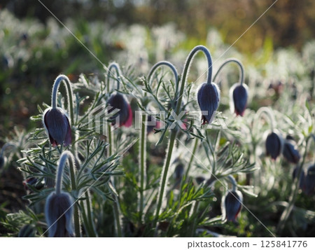 A cluster of Pulsatilla japonica shining in the morning sun (20250426061847) 125841776