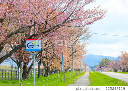 二十間路和櫻花 125842119