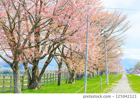 Nijukken Road and cherry blossoms Nijukken Road and cherry blossoms 125842121