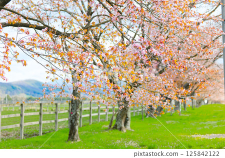 Nijukken Road and cherry blossoms Nijukken Road and cherry blossoms 125842122