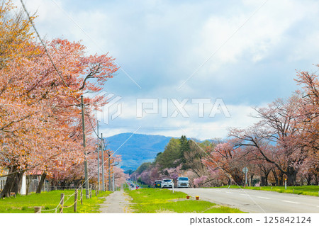 二十間路和櫻花 二十間路和櫻花 125842124