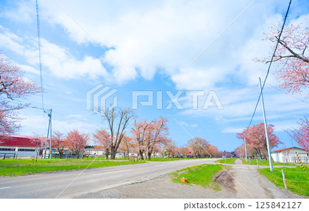 Nijukken Road and cherry blossoms Nijukken Road and cherry blossoms 125842127