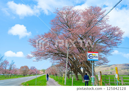 Nijukken Road and cherry blossoms Nijukken Road and cherry blossoms 125842128