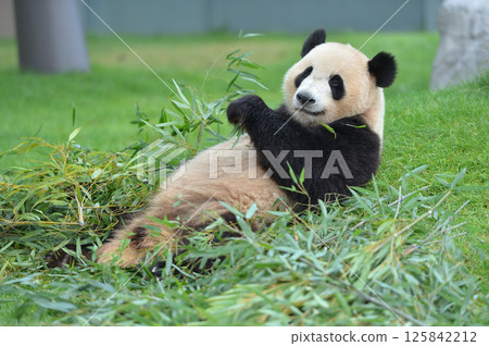 Beach eating bamboo deliciously Beach eating bamboo deliciously 125842212