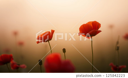 Red poppies growing in the field in summer 125842223