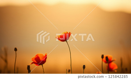 Red poppies growing in the field in summer 125842285