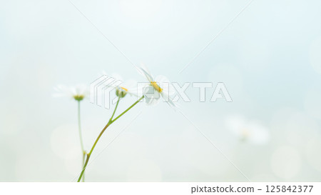 Delicate spring flowers in backlit sunlight, blurred background 125842377
