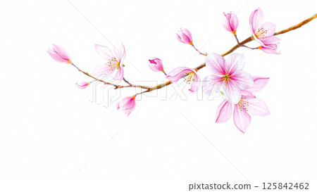 A branch of a cherry blossom tree is painted with watercolors on a white background 125842462