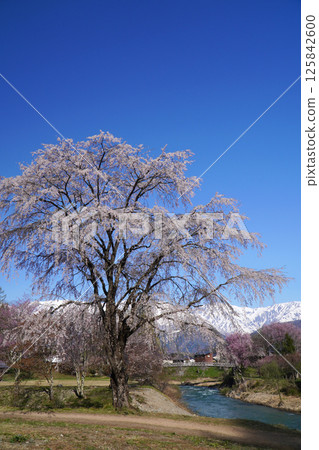A view from Oide Park in spring 125842600