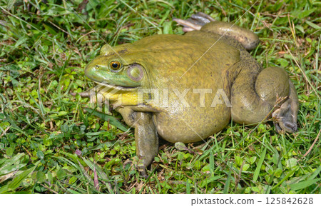 Side view of giant African bullfrog resting on green grass with a wide, content-looking expression. Wild animal concept 125842628