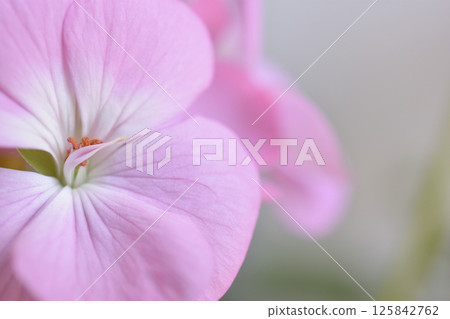 Geranium Geranium 125842762
