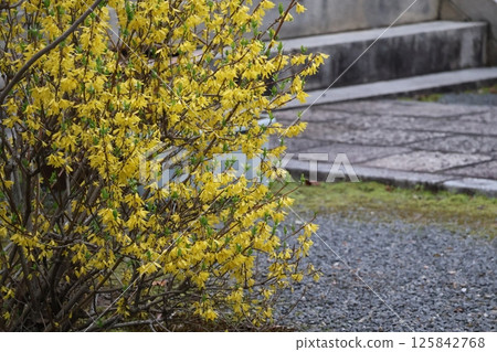 Landscape of a tree branch with yellow petaled forsythia flowers in full bloom on the roadside 125842768