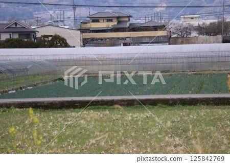 A landscape of green onion fields, fallow land, vinyl greenhouses, and a residential area 125842769