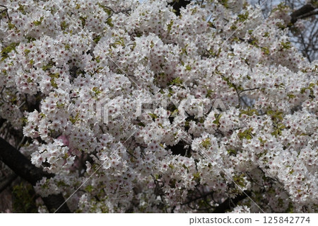 Scenery of Amagi Yoshino cherry trees in full bloom Scenery of Amagi Yoshino cherry trees in full bloom 125842774