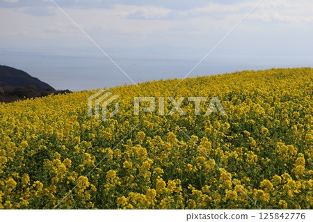 A landscape with a view of the sea, mountains, clouds and blue sky beyond a field of yellow-petaled rapeseed flowers in full bloom 125842776